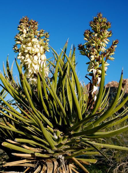 Cây Yucca - Yucca schidigera