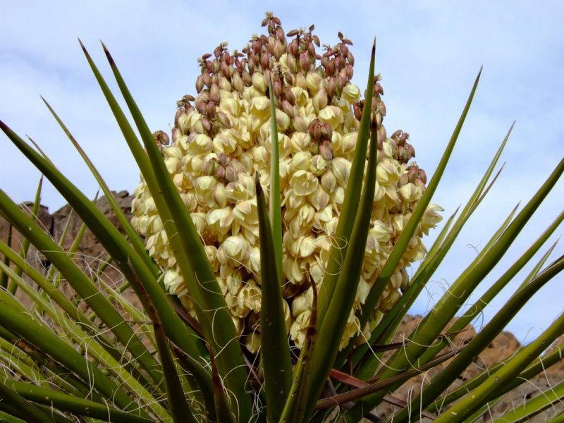 Cây Yucca - Yucca schidigera