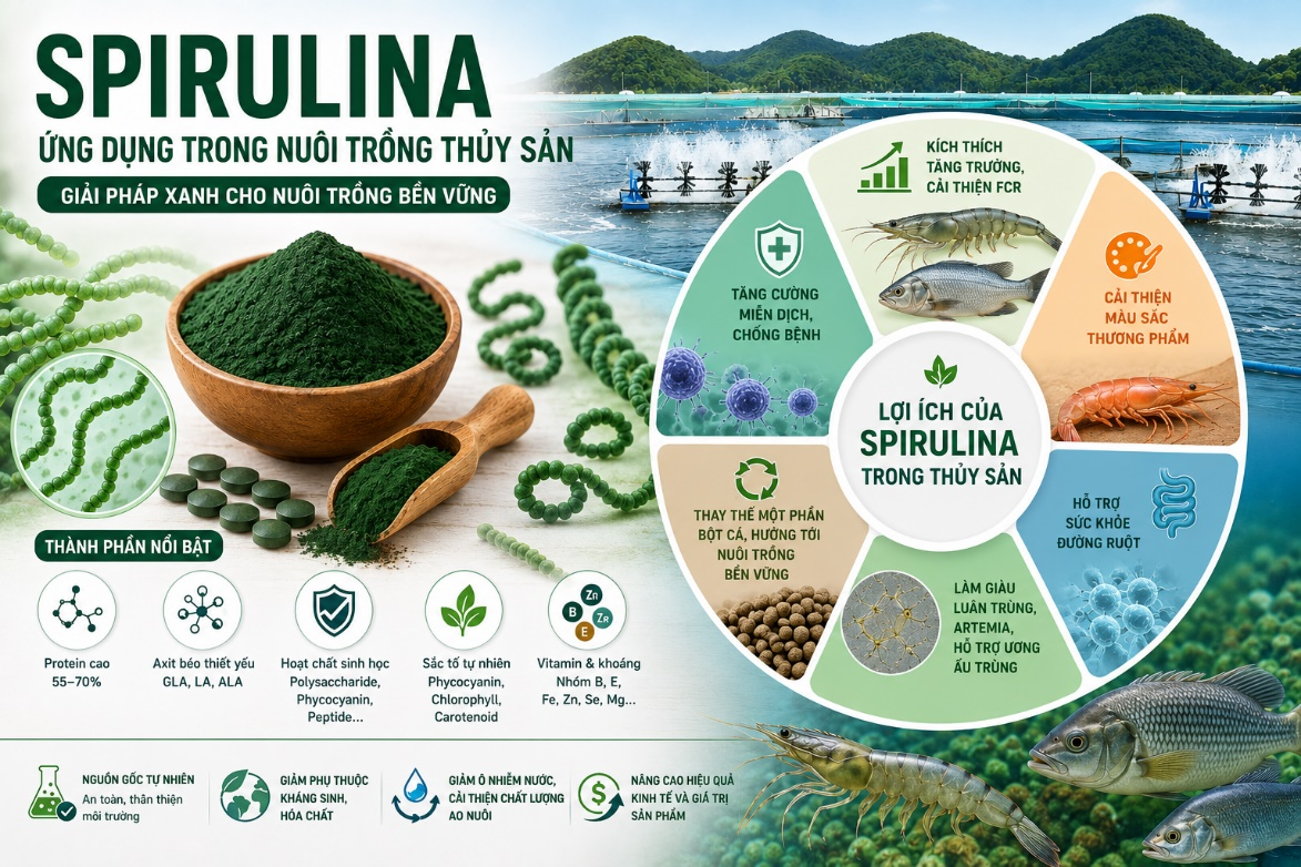 SPIRULINA - GIẢI PHÁP XANH CHO NUÔI TRỒNG BỀN VỮNG