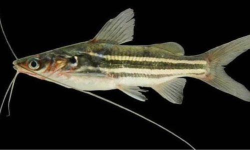 z7335145690927_5d193ff324761c6384c9ae6424a0638d